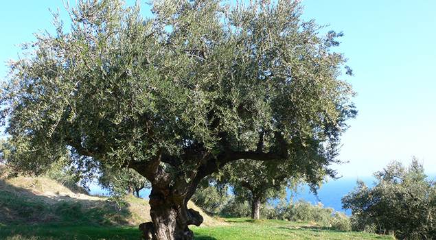 Weetjes over Griekenland - Olijfboom