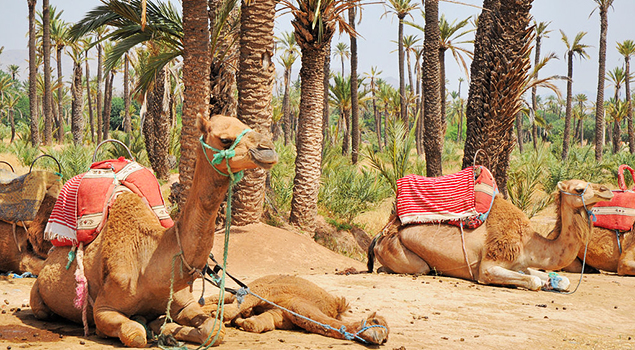 Bezienswaardigheden Marrakech