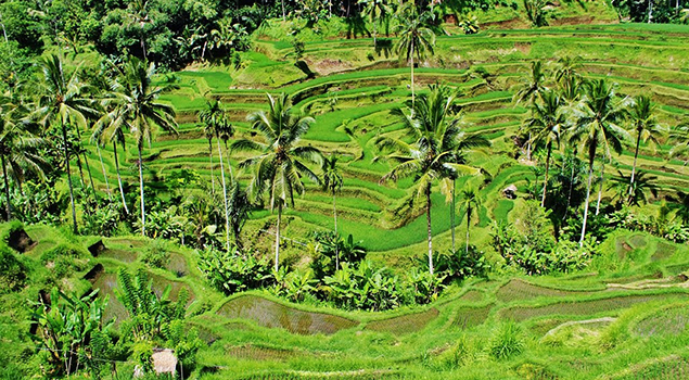 Rijstveld Bali
