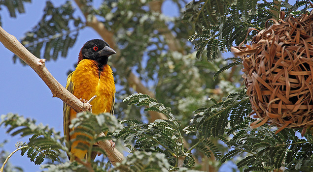 Vogels spotten in Gambia - Excursies Corendon
