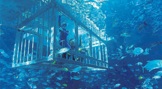 dubai-aquarium-duik-2