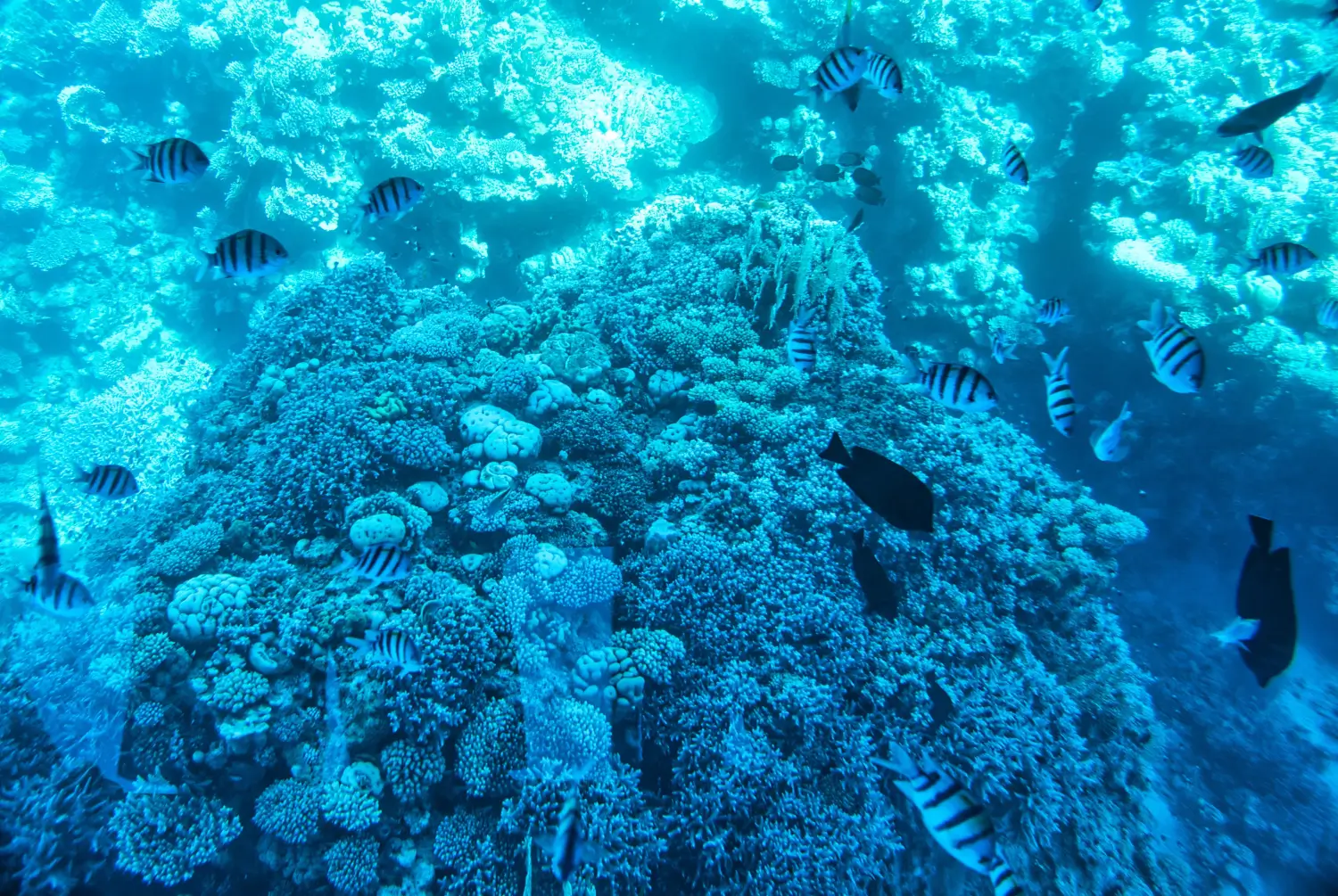 Onderwaterwereld Sharm el Sheikh