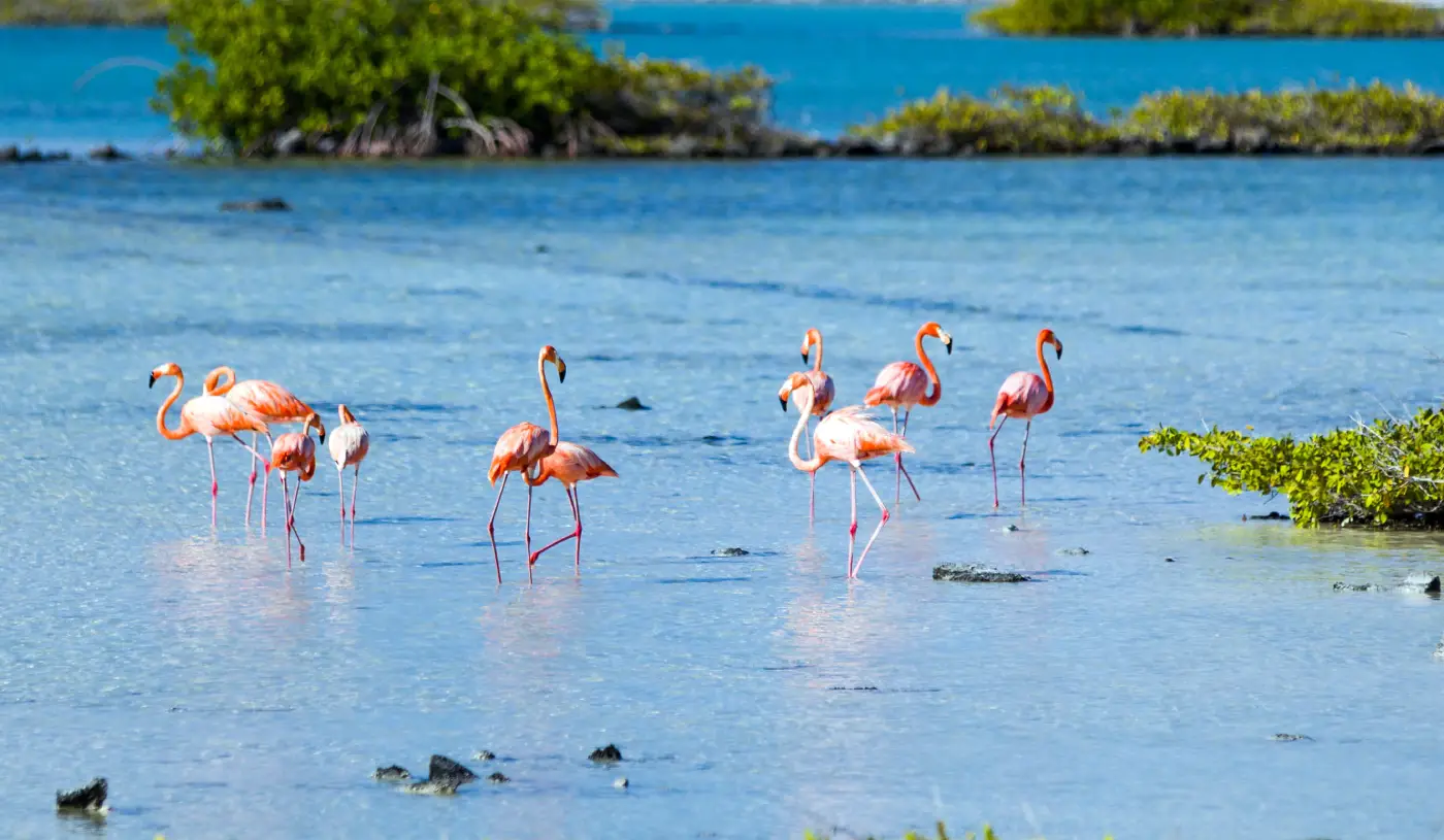 Pelikanen in Bonaire