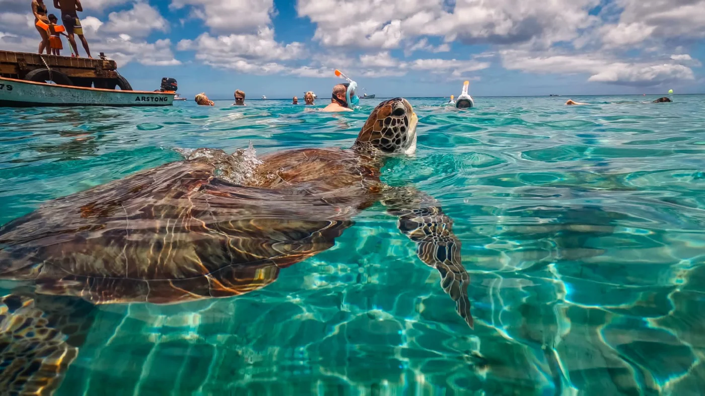 Schildpadden spotten op Playa Grandi