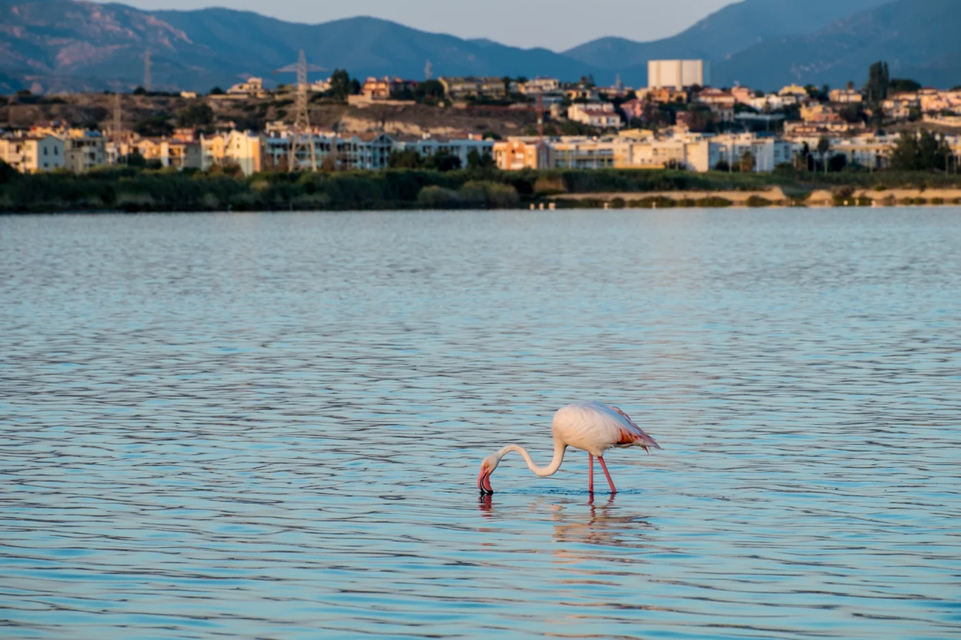 Zoutpannen op Sardinië met flamingo's!