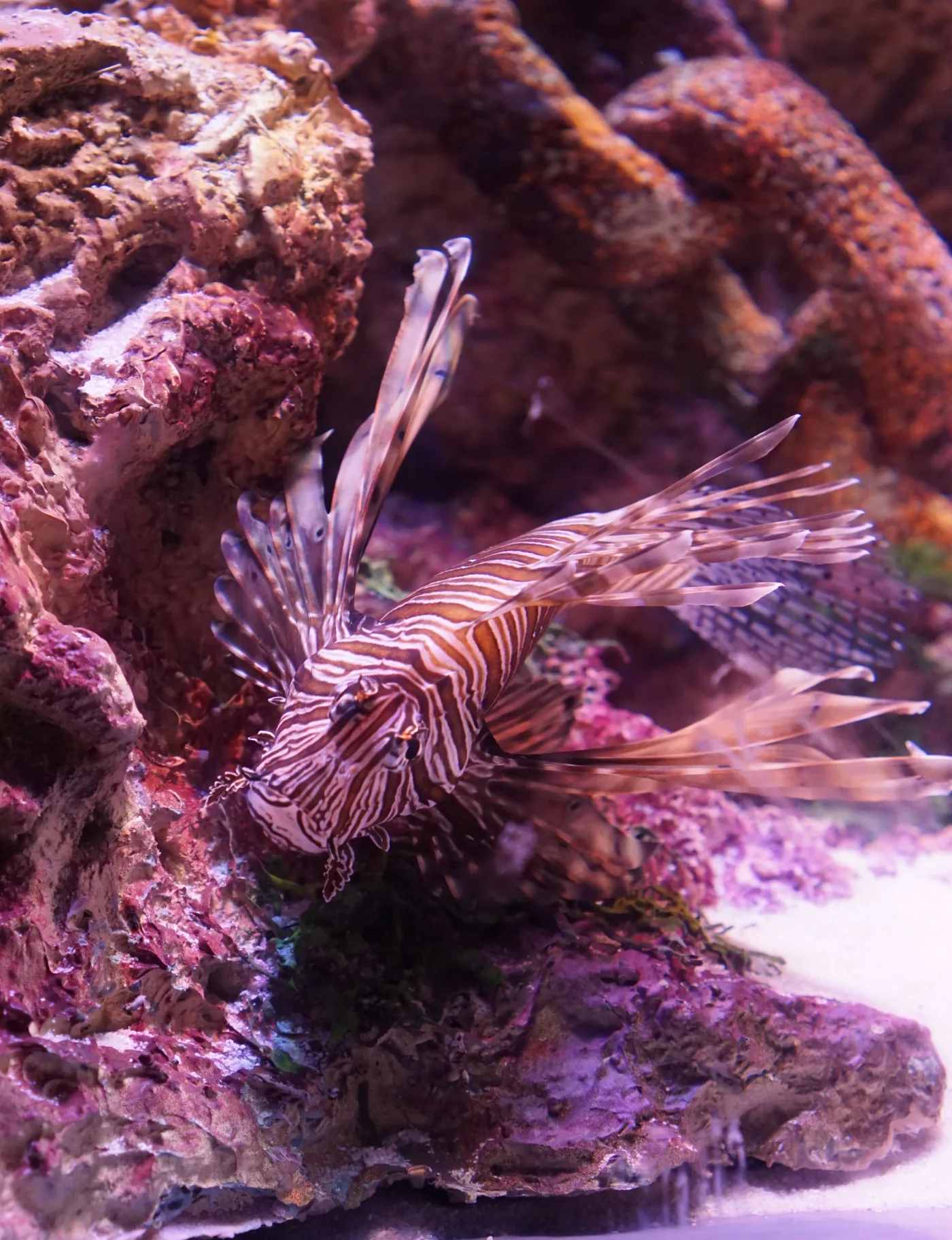 Een vis in het aquarium van Antalya