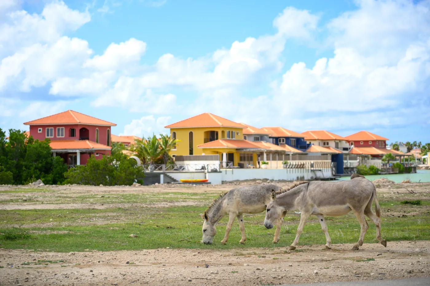 Ezelopvang in Bonaire